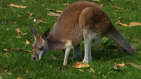 A kangaroo resting on a meadow Stock Footage 309341030