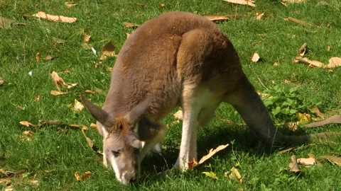 A kangaroo resting on a meadow Stock Footage 309341164