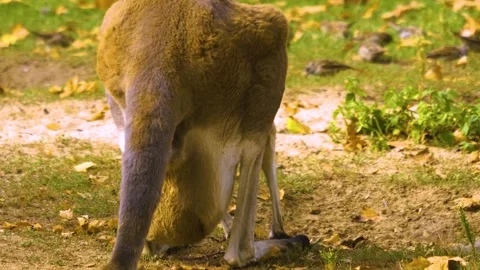 A kangaroo resting on a meadow Stock Footage 310005018