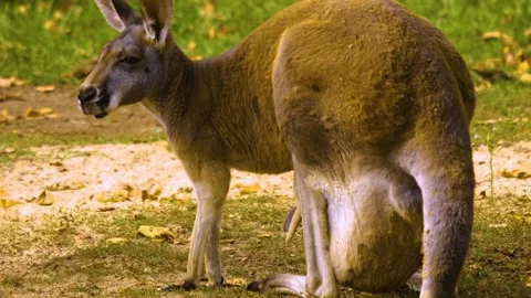 A kangaroo resting on a meadow Stock Footage 310007679