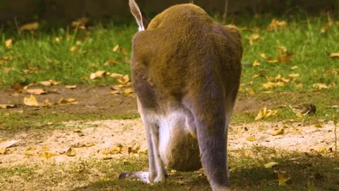 A kangaroo resting on a meadow Stock Footage 310007766