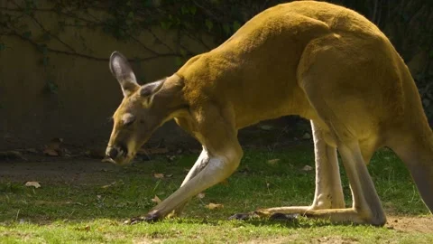 A kangaroo resting on a meadow Stock Footage 310143934