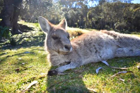 Kangaroo Resting Stock Photos