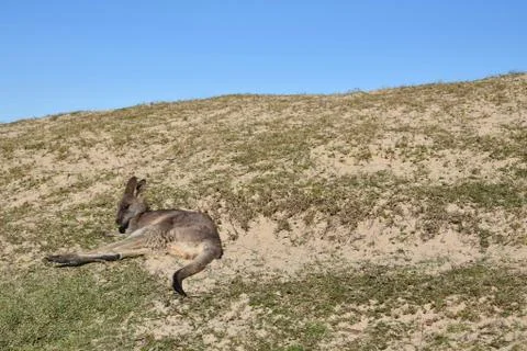 Kangaroo Resting Stock Photos