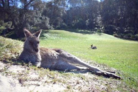 Kangaroo Resting Stock Photos