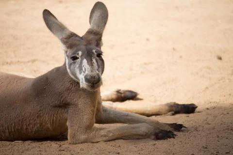 Kangaroo resting in the shade Stock Photos