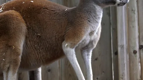 Kangaroo Rises In Backyard 4k 