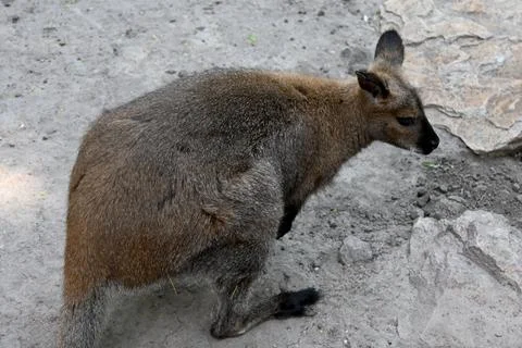 Kangaroo on rocky ground Fotos Stock