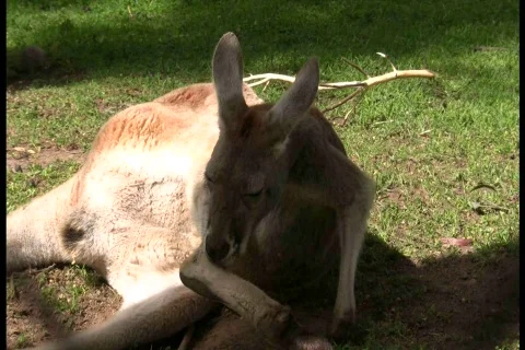 Kangaroo Roll Over Vídeos de archivo 548919