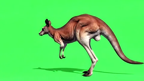 Kangaroo running continuously of the middle point in pure clean green screen 動画素材 318390954
