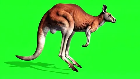 Kangaroo running continuously of the middle point in pure clean green screen 스톡 동영상 318390967