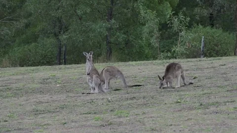 Kangaroo Says No Stock Footage 133171347