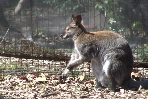 Kangaroo scratch  Stock Footage 364949