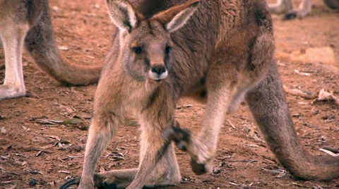 Kangaroo Scratches Self Video stock 4885250
