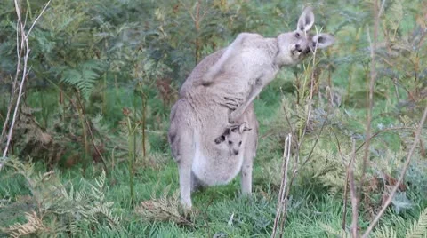 Kangaroo scratching Stock Footage 8961366