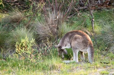 Kangaroo scratching its head Stock Photos