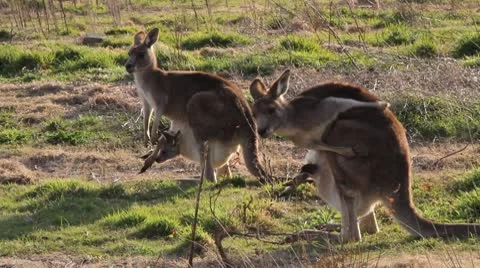 Kangaroo scratching itself Stock Footage 8961434
