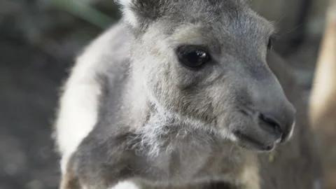 Kangaroo scratching itself 库存影片 149331482