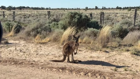 Kangaroo at the side of dirt track Video stock 310297831