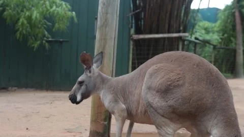 Kangaroo Side View in Habitat Stock Footage 323400581