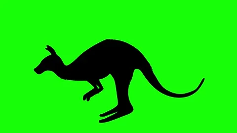 Kangaroo silhouette on green screen background. Motion Graphics Animation. Stock Footage 269509232