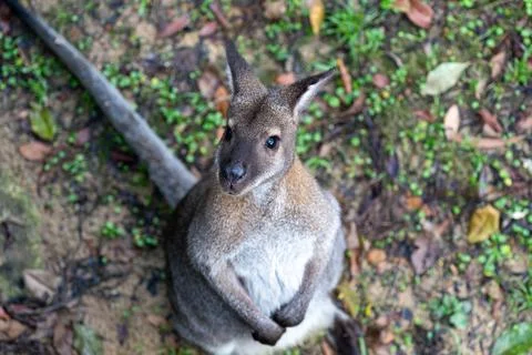 Kangaroo sits on forest floor Stock Photos