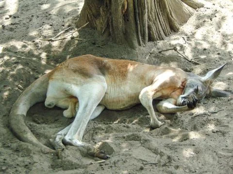A kangaroo sits on the ground Stock Photos