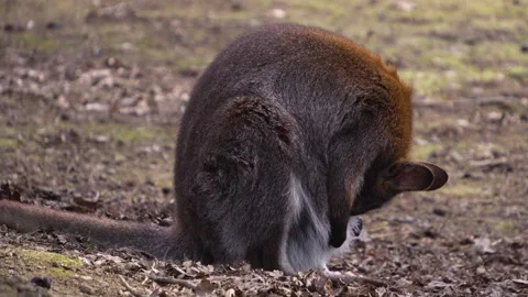 A kangaroo sitting  Stock Footage 270561068