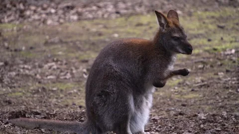 A kangaroo sitting  Stock Footage 270561325