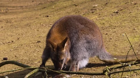 A kangaroo sitting  Stock-Footage 270563514