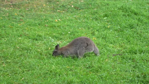 Kangaroo sitting on green grass Video stock 138315657