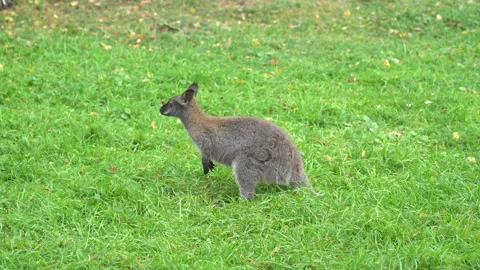 Kangaroo sitting on green grass Stock Footage 138315722