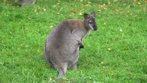 Kangaroo sitting on green grass Video stock 138315866