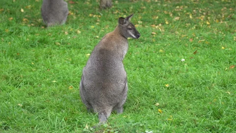 Kangaroo sitting on green grass 動画素材 138316156