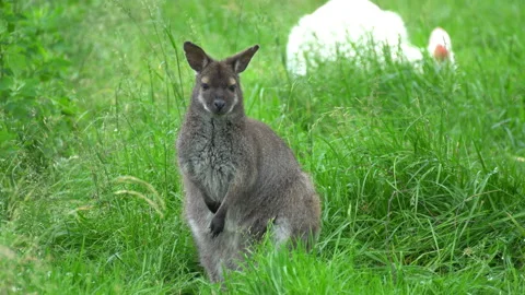 Kangaroo sitting in the long grass Video stock 117763233