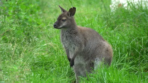 Kangaroo sitting in the long grass Video stock 117763243