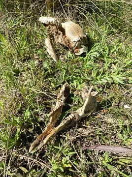 Kangaroo Skull Stock Photos