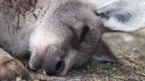 Kangaroo Sleeping 1 스톡 동영상 159035667