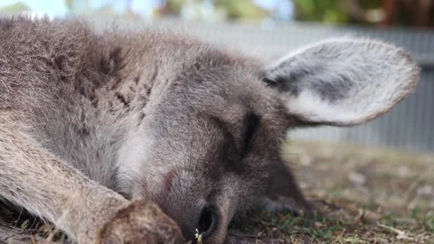 Kangaroo sleeping 2 Stock Footage 159035707