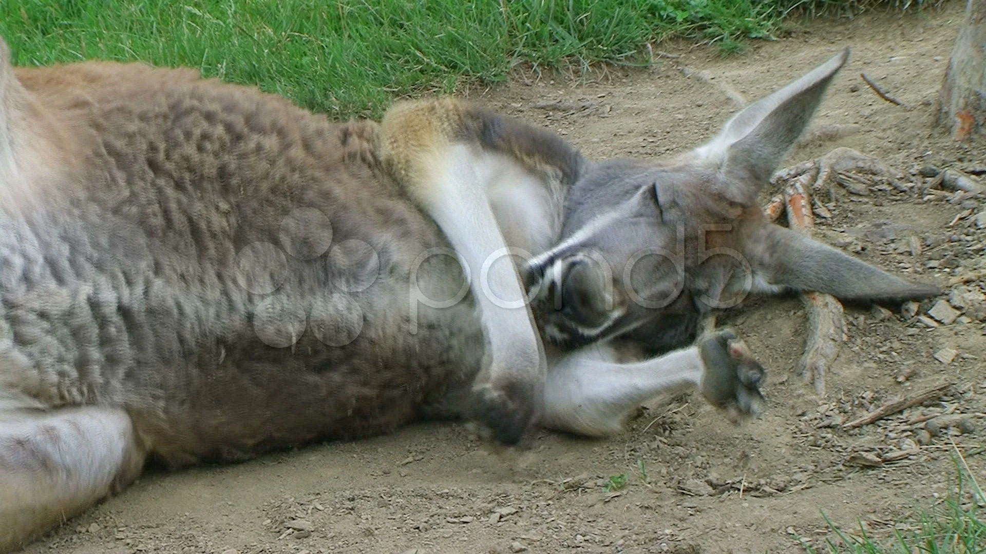 sleeping kangaroo