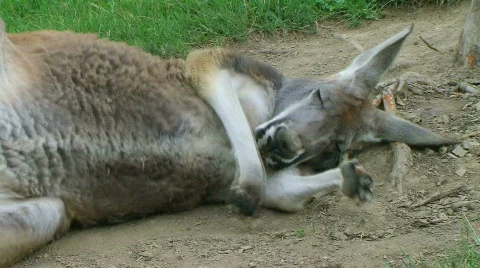 Kangaroo Sleeping And Rolling Stock Footage 649609