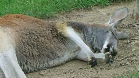 Kangaroo Sleeping And Rolling 動画素材 8604698