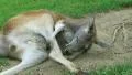 Kangaroo Sleeping And Scratching HD Footage