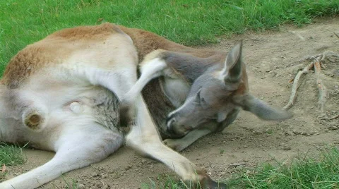 Kangaroo Sleeping And Scratching Stockbeeldmateriaal 649538
