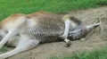 Kangaroo Sleeping And Scratching HD Footage