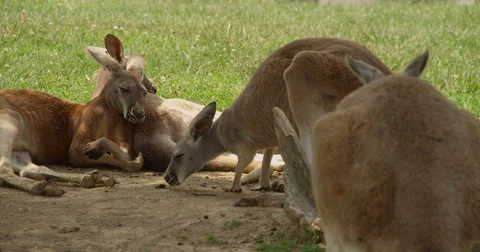 Kangaroo Sleeping Stock Footage 50982317