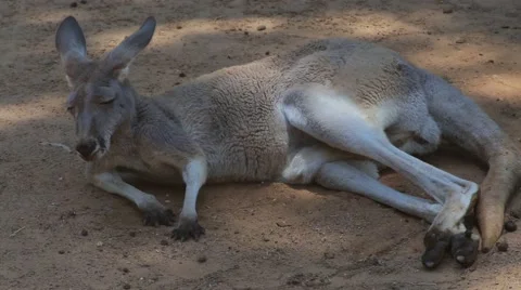 Kangaroo sleeping Stock Footage 52376158