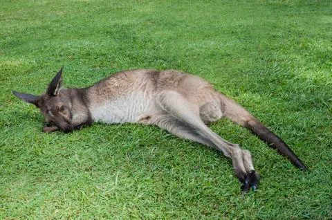 Kangaroo sleeping on a grass Stock Photos