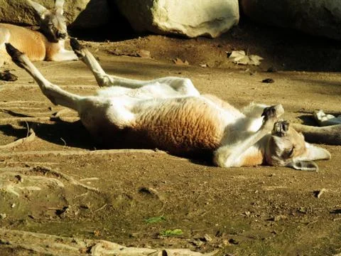 Kangaroo is sleeping Stock Photos