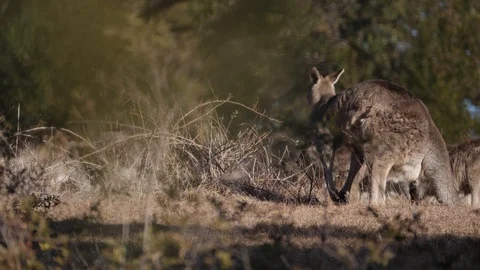 Kangaroo Slow Motion Vídeo Stock 94352014